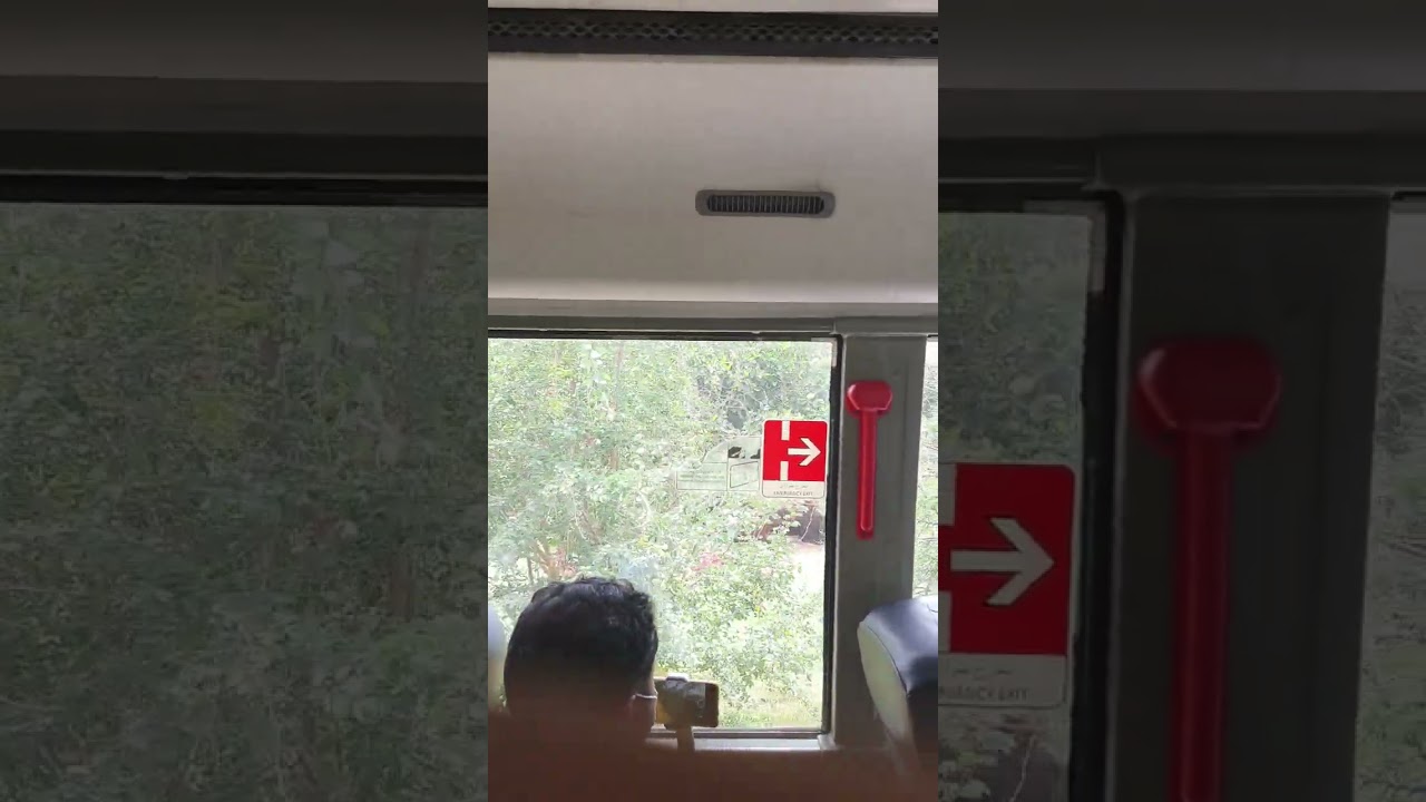 Oax Safari Park Shorts