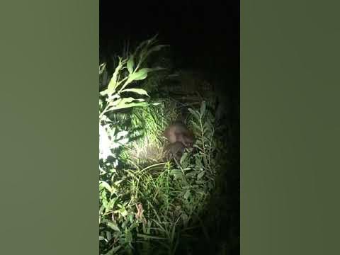 мама бобр с детишками - YouTube