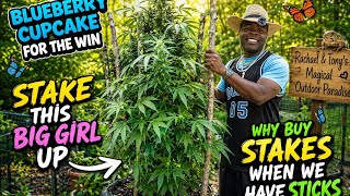 BLUEBERRY CUPCAKE IS GETTING THE VIP SUPPORT! 💙🫐🌿