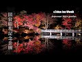 異世界への入口 紅葉 日本庭園の夜景 昭和記念公園 ライトアップ Autumn Leaves JapaneseGarden night view &Tokyo Jazz Walk SONY ZV-1