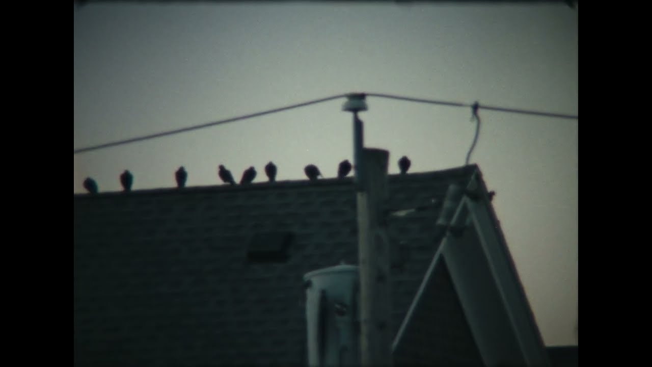 Watch October Bird Time Lapse on Super 8 on YouTube Watch October Bird Time Lapse on Super 8 on YouTube