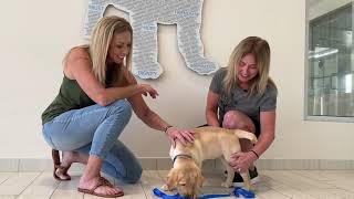 Puppy Raising, Your Way | Dogs Inc