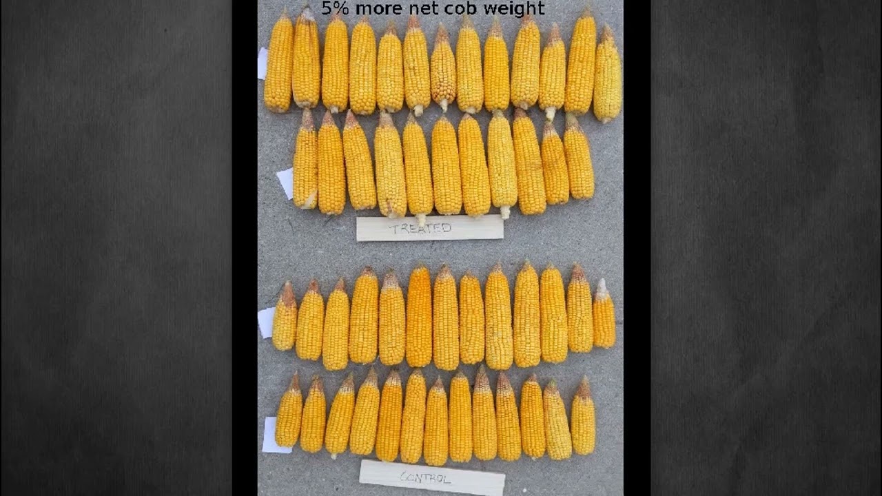 Johnson Su Corn Trial
