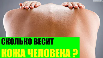 Сколько весит кожа человека?