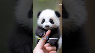 Did you know this about baby pandas? #panda