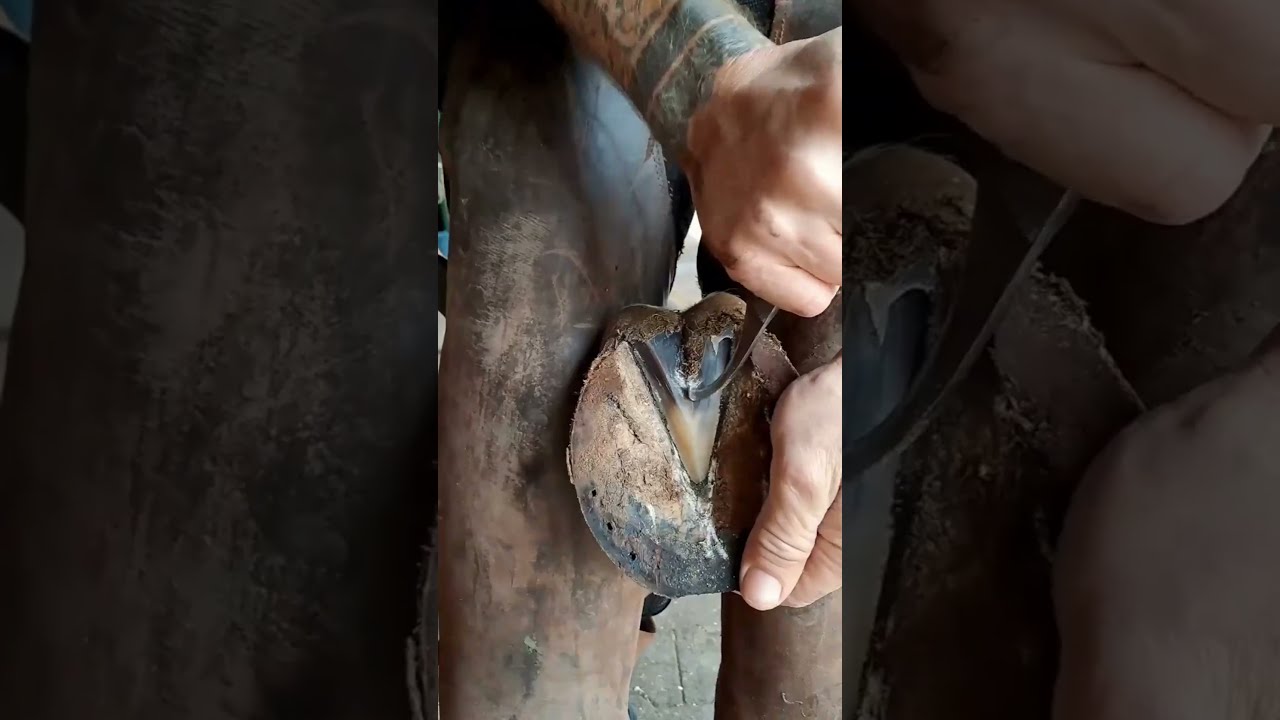 Horse Shoe Replacement Process Shorts
