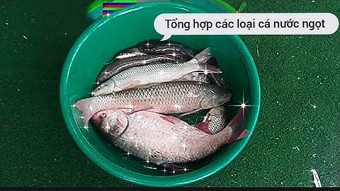 Tổng hợp các loài cá nước ngọt/cá quê tôi