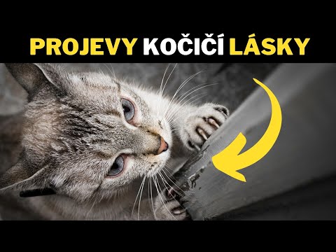 Video: Jak projevovat lásku kočkám: 11 kroků