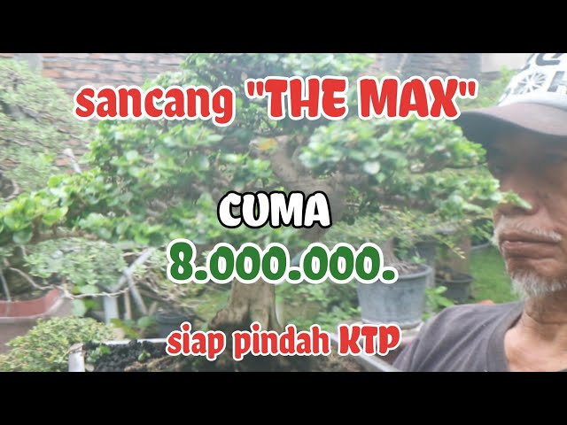 cek harga...!!! bonsai THE MAX karya P Ngadimin SMG #cekhargabonsai #bonsaipemula #merawatbonsai class=