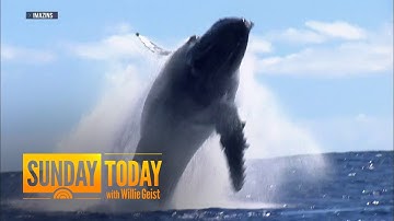 Scientists use AI to track once-endangered humpback whales