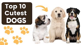 Top 10 CUTEST DOG Breeds Of All Time! - (wholesome content to make you smile)