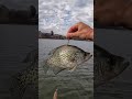 I Dropped a Live Crappie to the Bottom of the River