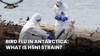 The H5N1 bird flu could wipe out thousands of penguins across Antarctica