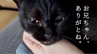 猫だって、お兄ちゃんは我慢するよね。【元野良猫】