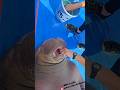 セイウチの赤ちゃん｢いちこ｣ちゃんに牙がはえてきました🙌 #aquarium #セイウチ#いちこ#うみたまご