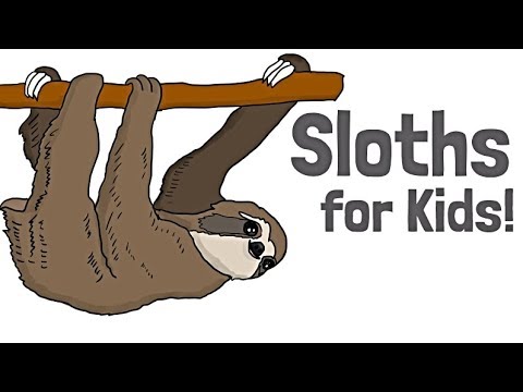 Sloths for Kids