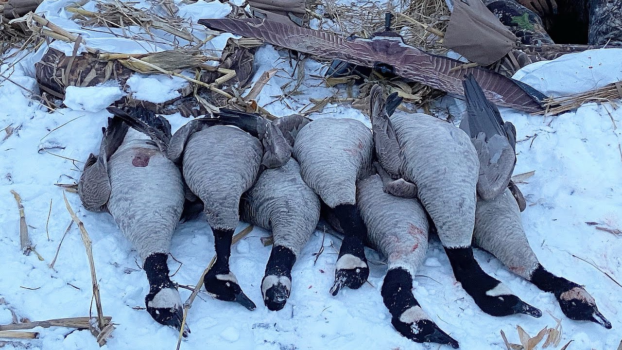 Michigan late season goose hunting YouTube