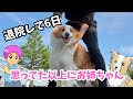 退院して6日！思った以上にお姉ちゃんのシェリー｜【ボーダーコリー】