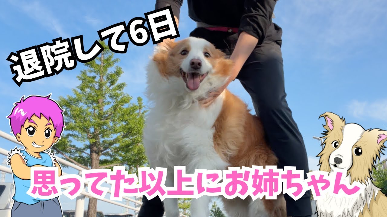 退院して6日！思った以上にお姉ちゃんのシェリー｜【ボーダーコリー