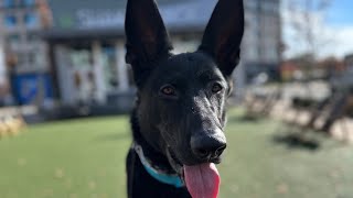 “Echo” the 7 month old GSD two week Board and Train - by Trainer Pat by Off Leash K9 Training - Lexington 270 views 5 months ago 5 minutes, 18 seconds