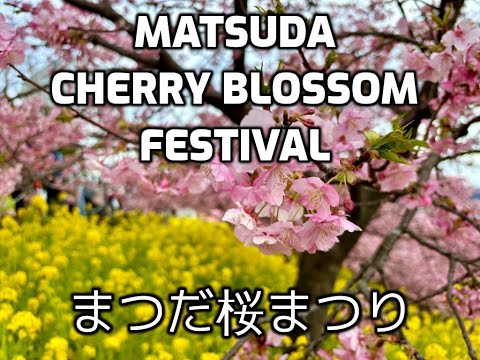 Matsuda Kawazu Sakura 2024 - Pink Cherry blossom | #cherryblossom #japan #spring #sakura #河津桜