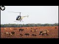 How american farmers use aircraft to deal with wild boars invading farms