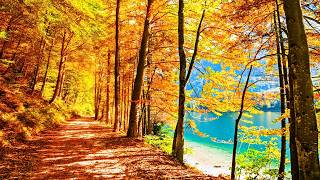 MagiCXbeats - Golden Forest 2 (Chill Version)