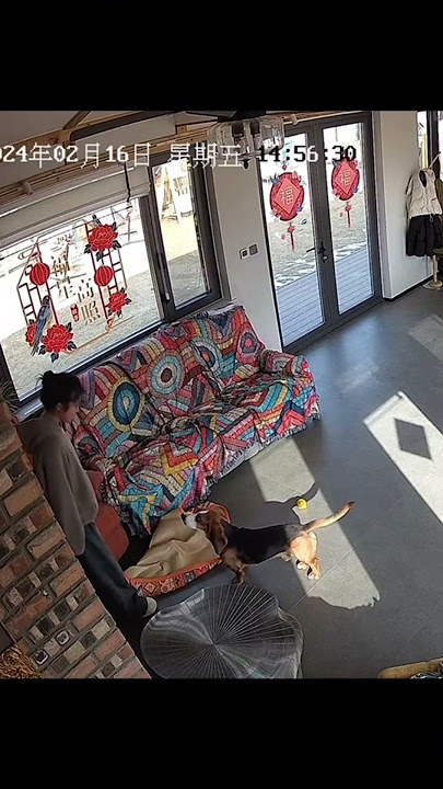 A dog who regrets hurting its owner, #factanimals #animals #factaunik #fyp #viral #dog