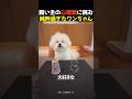 心理戦に挑む純粋過ぎたワンちゃん