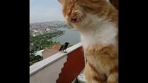Душевный разговор кота и вороны