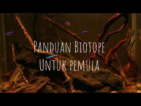 Mengenal Aquarium Biotope , AQUARIUM ALAM YANG SEJATINYA