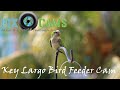 Key Largo Florida Bird Feeder Cam Live Stream