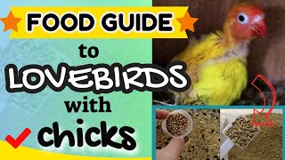 FOOD GUIDE - How To Feed Lovebirds With Baby Chicks - BREEDING LOVE BIRD FOOD LIST