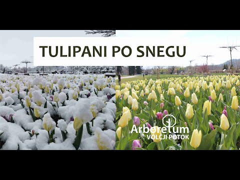 Video: Sajenje čebulic perunike - kako posaditi nizozemske, angleške in španske perunike