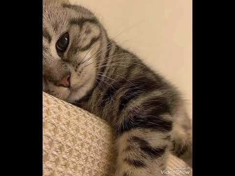 OVI WOOD Riding Thru Your City Original Audio