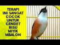 Cendet Bisu Miyik Dan Mbalon Bakalan Gacor Dan Emosi Dengan Terapi Suara Masteran Cendet Ini Mp3 - Mp4 Download