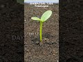 Growing Rock Melon From Seed Time Lapse Growing Rock Melon From Seed Time Lapse