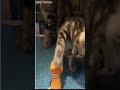 Kucing comel dan lucu shorts