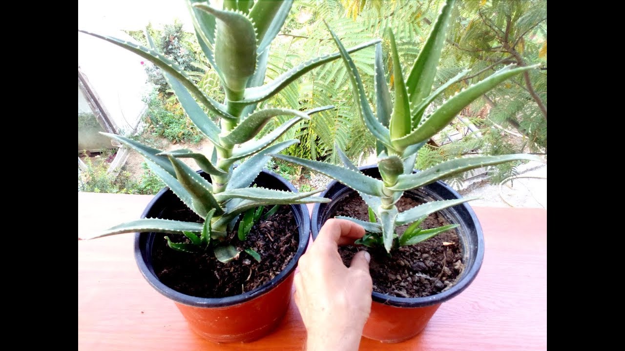 How To Grow Aloe Vera From Cuttings Youtube