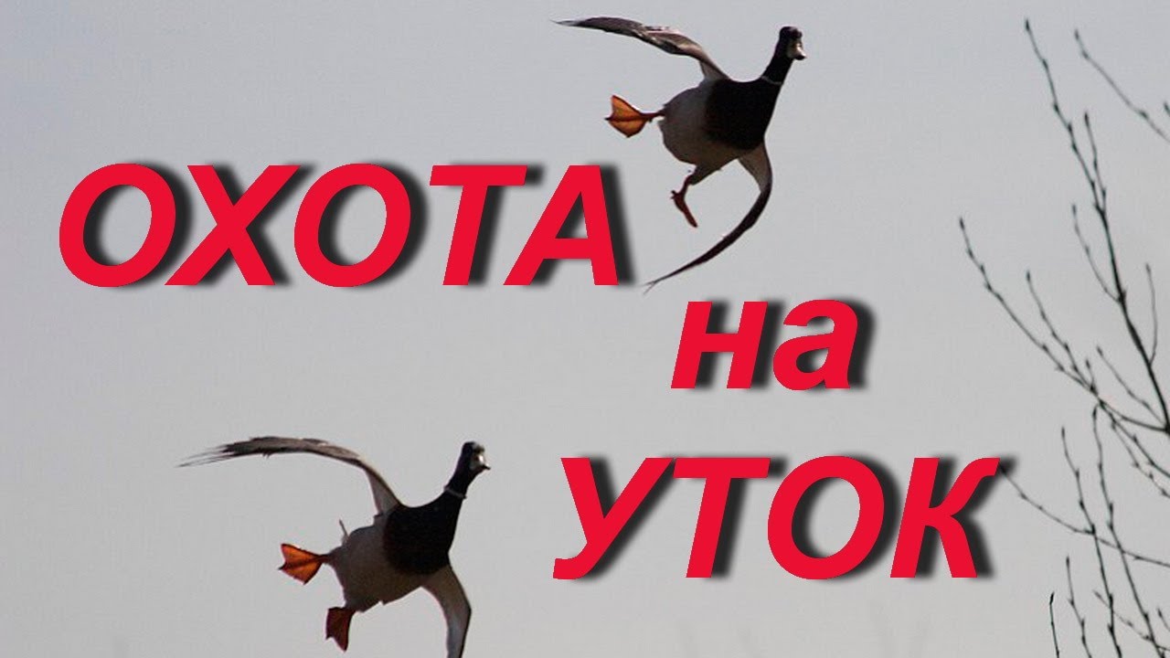 №65 Охота на утку. Итоги сезона охоты 2019 года.