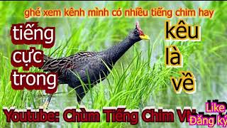 Tiếng Chim Cúm Núm Gà Nước Kêu Cực Chuẩn Bổi Nghe Toàn Bay Về