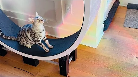 Watch the video about Afternoon kitty play time scratching and cat wheel fun!