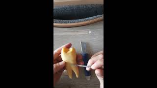 Morfoloji dersi üst çene 1. küçük azı diş yapımı (KRON VE KÖK)