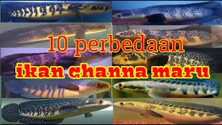 10 MACAM IKAN CHANNA MARULIODES