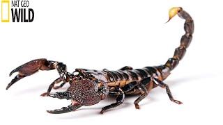 The Scorpion National geographic full documentary HD 2020
