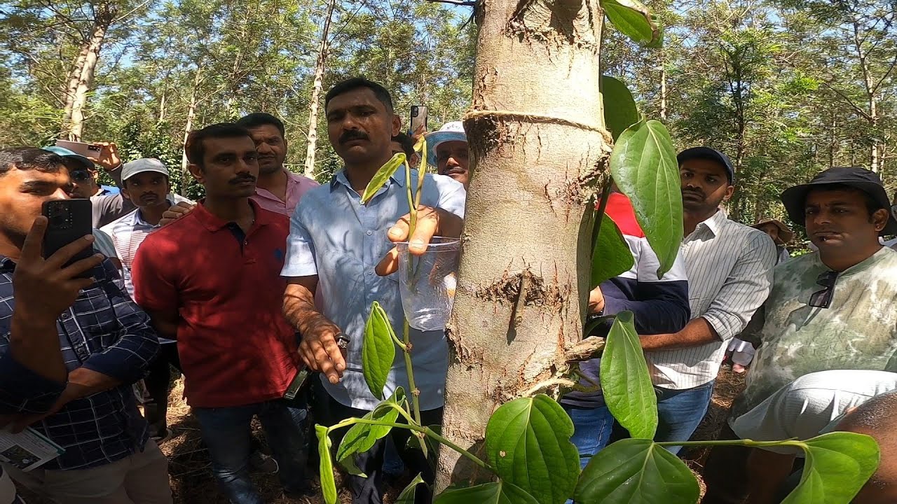 HOW TO MULTIPLY PEPPER PLANTS BY LOTA METHOD FARM VISIT ORGANISED BY HASIRU ORGANICS