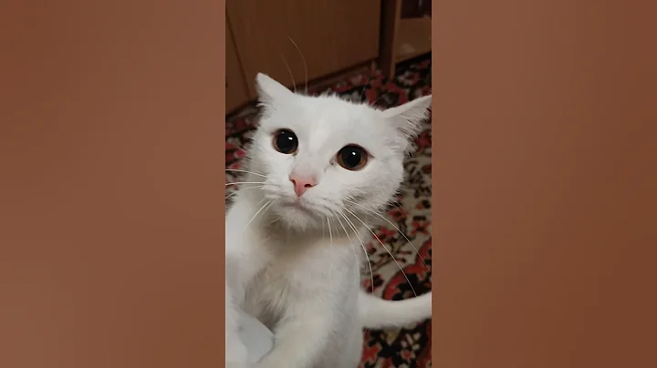 Video 4070851: beautiful turkish angora