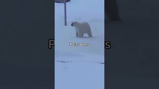 Typical Animals To Spot In A Russian City