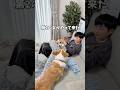 ちょっと大人になったなっちゃんだけどやっぱりなっちゃんでした🤣#コーギー #corgi #dog #コーギー多頭飼い #犬のいる暮らし