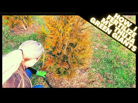 How To Fertilize Thuja Green Giant Arborvitae | Growth Update On Tree Line